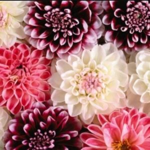 Meet your Posher, Toya